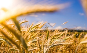 Constantin Pavléas conseille et accompagne API-AGRO pour la mise en place d'une plateforme d'échange de données agricoles basée sur des technologies souveraines